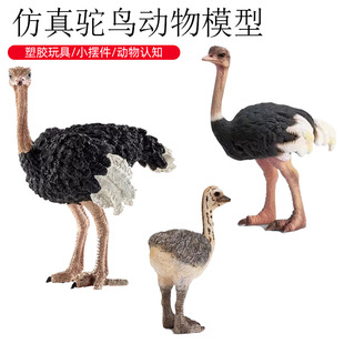 跨境儿童认知启蒙仿真野生动物鸟类模型非洲鸵鸟飞禽玩具摆件