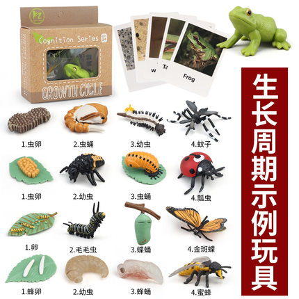 跨境儿童玩具动物植物生长周期青蛙海龟鸡昆虫模型蒙氏幼儿园蜜蜂