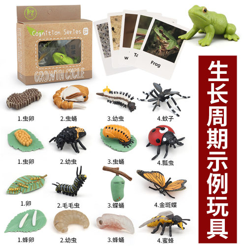 植物生长周期青蛙海龟鸡鸡蜜蜂