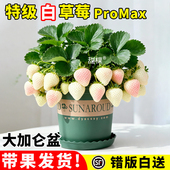 白草莓苗盆栽秧带果特大号四季 结果牛奶油优质脱毒苗室内阳台果苗