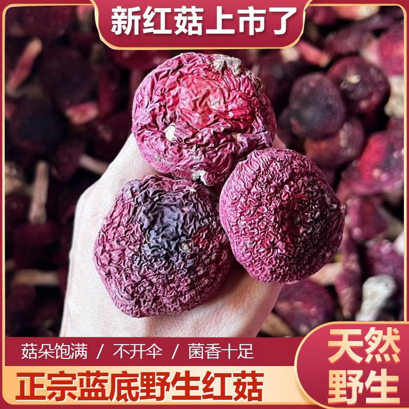 福建红菇野生三明正宗武夷山红蘑菇三明煲汤食材干货月子红菌礼盒
