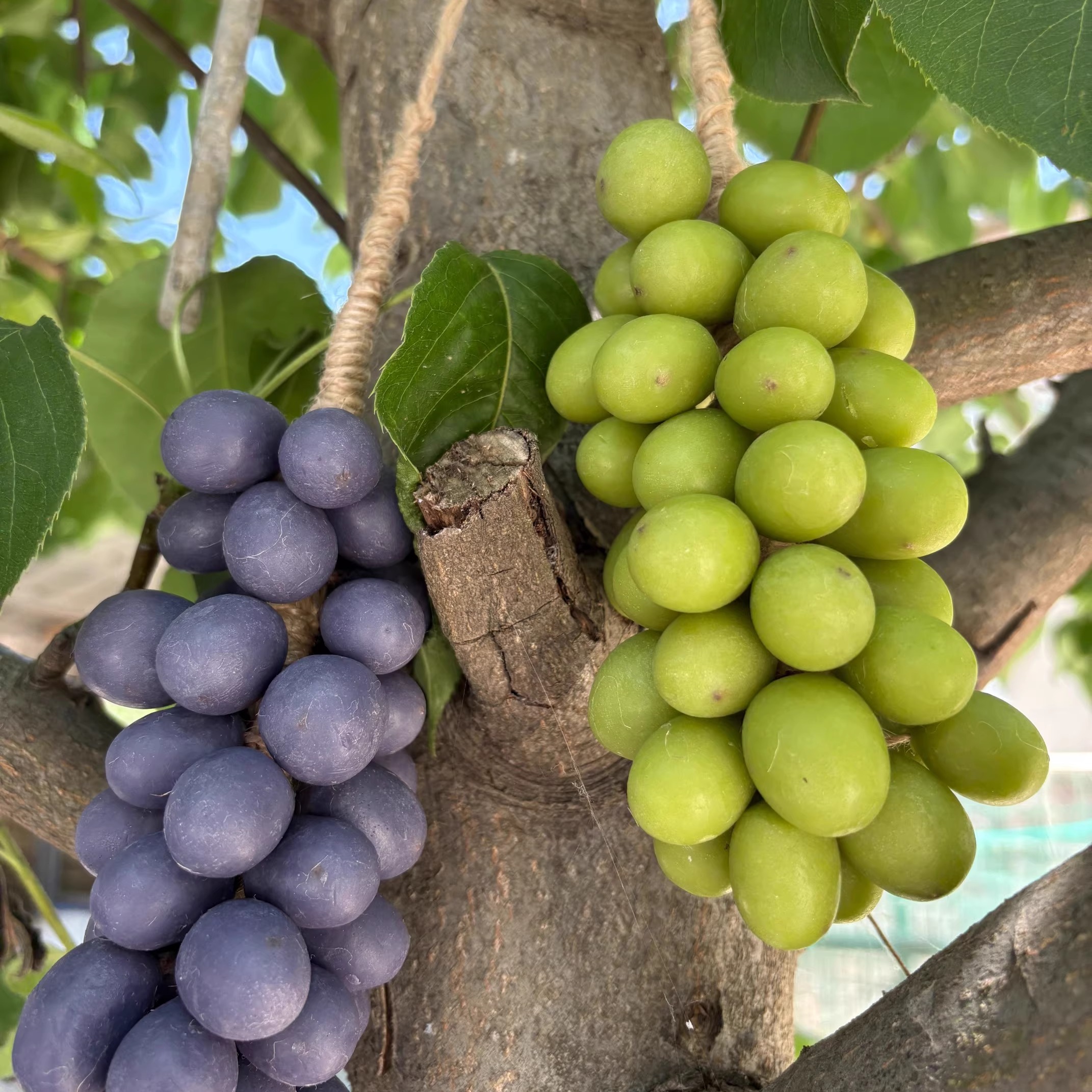手工整串葡萄香皂浴室装饰卫生间
