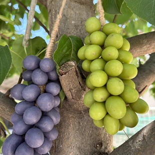 葡萄香皂家用卫生间浴室装 饰品高颜值手工整串洗手持久留香薰肥皂