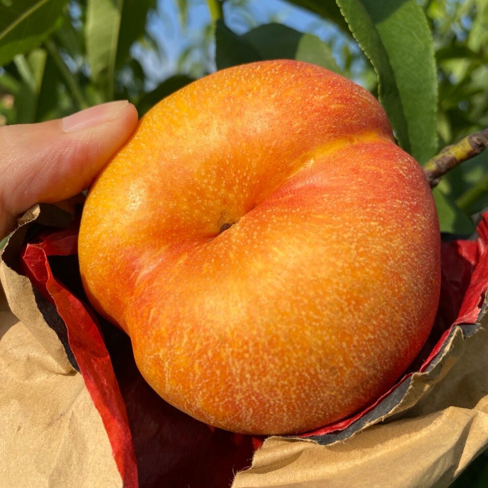 沂蒙山当季新鲜彩虹油蟠桃