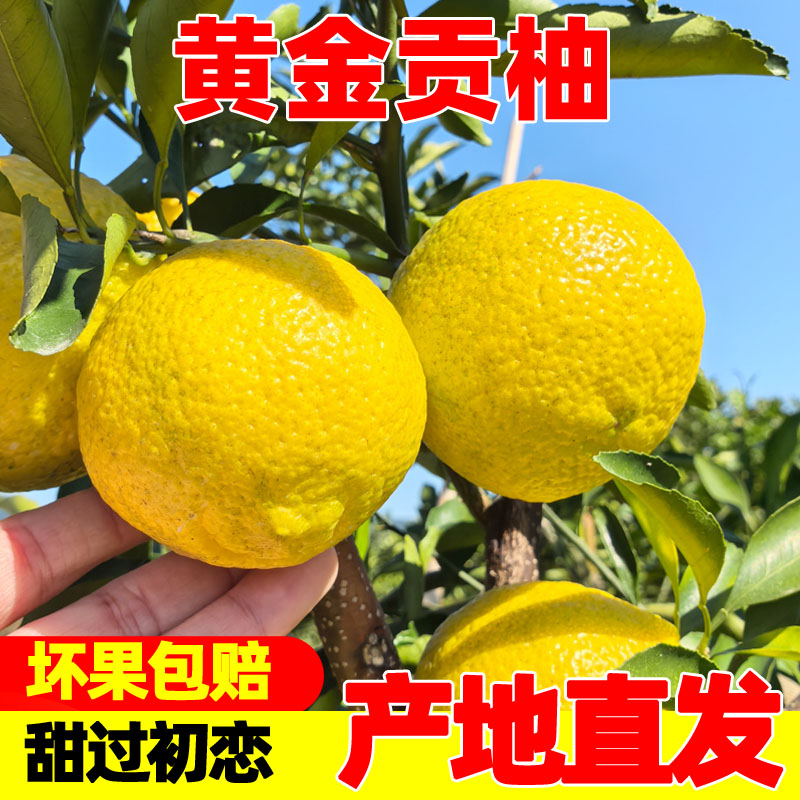 果果牛湖南黄金贡柚鲜甜多汁