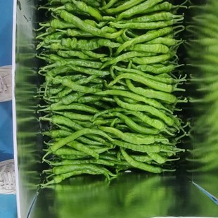 新鲜辣椒 阳雀湖辣椒薄皮青辣椒软糯好吃下饭神器