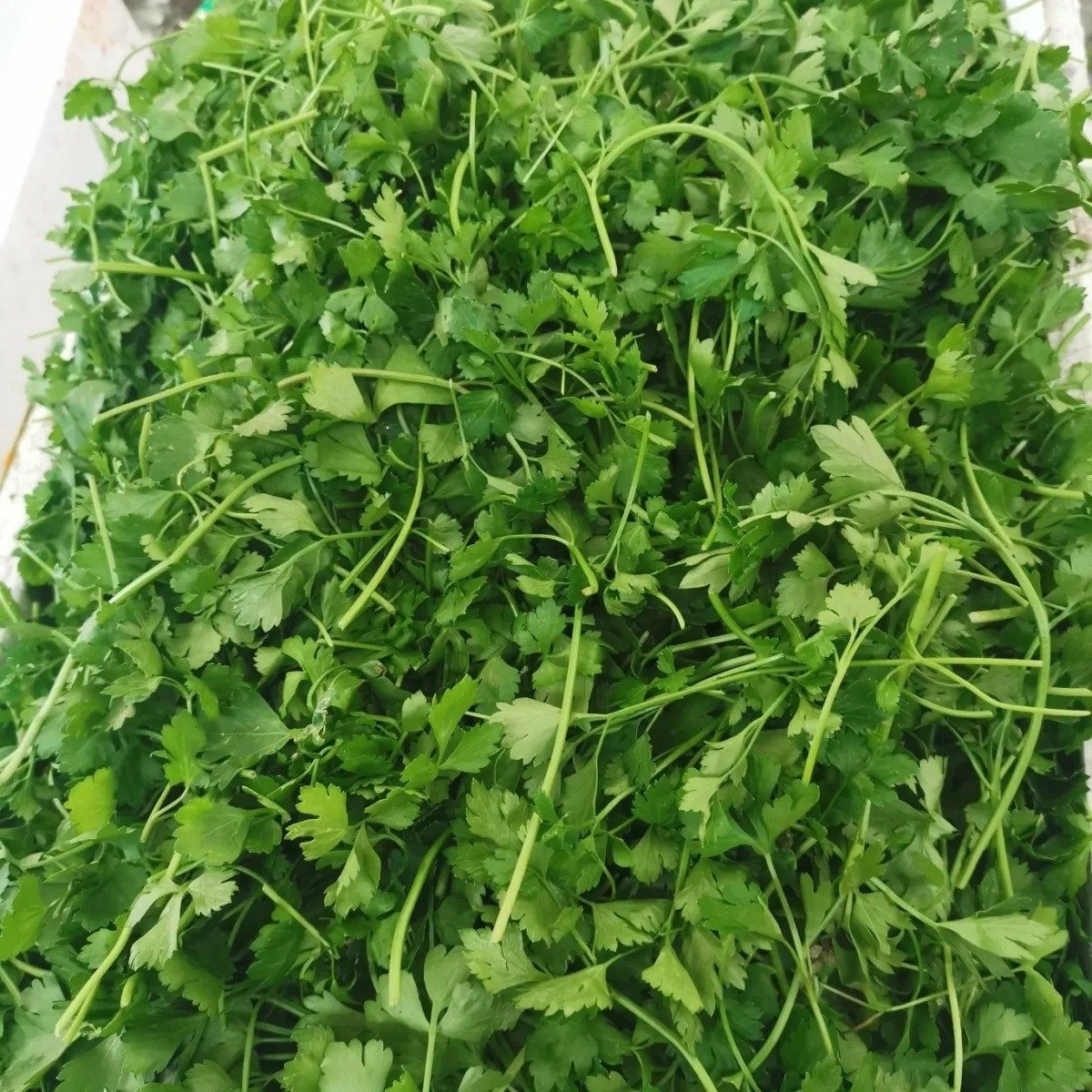 新鲜蔬菜芹菜苗三叶香西芹苗可食用凉拌，酒店摆盘装饰,水产肉类/新鲜蔬果/熟食,叶菜类,淘宝优惠券,粉丝福利购,淘宝优惠卷