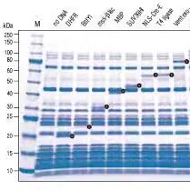 SDS-PAGE电泳聚丙烯酰胺凝胶电泳 蛋白分子量