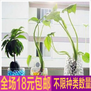 水晶泥 海洋宝宝 吸水珠 泡大珠生物球海绵宝宝无土栽培 - 封面