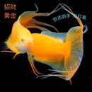 黄金招财鱼中国斗鱼免打氧冷水观赏小鱼好养淡水鱼苗免加温懒人鱼