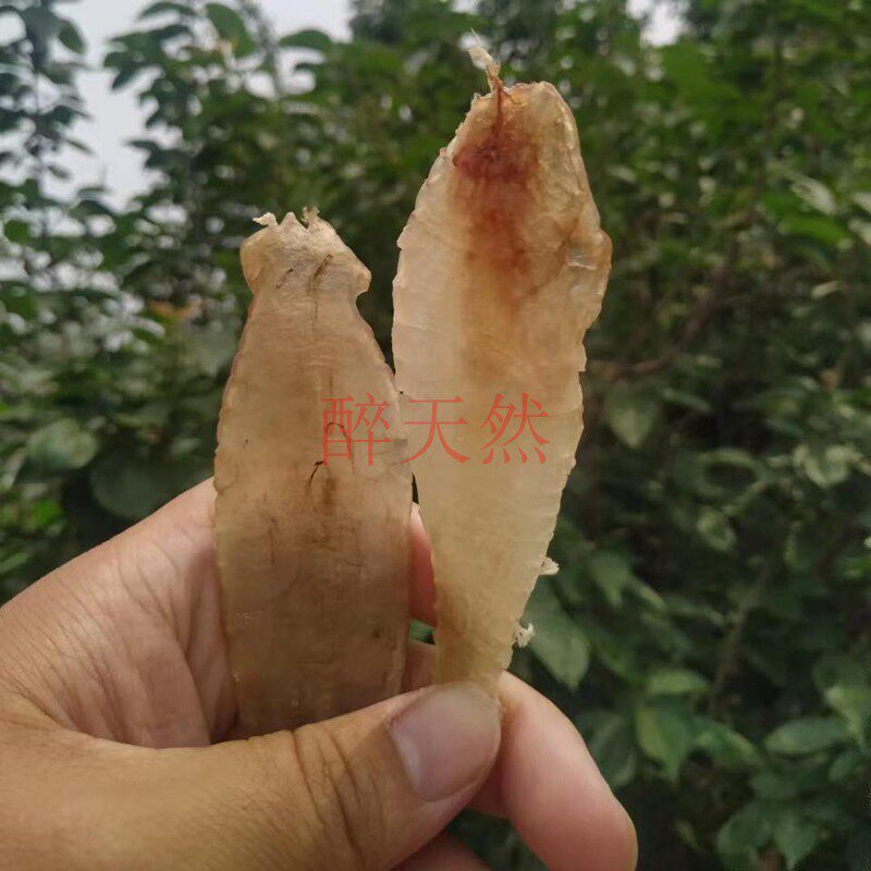 深海海钓大口赤嘴鳘鱼胶花胶鱼鳔渔民自晒干货不漂洗不熏染孕期