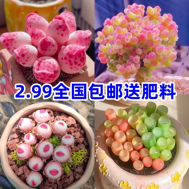 新手多肉植物小盆栽阳台套装组合网红套餐绿植花卉植物好养包邮