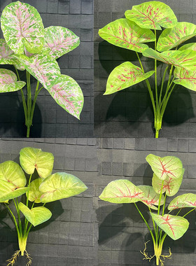 仿真绿植七彩芋带根背景墙橱窗造景植物森系装饰景观海芋叶春芋叶