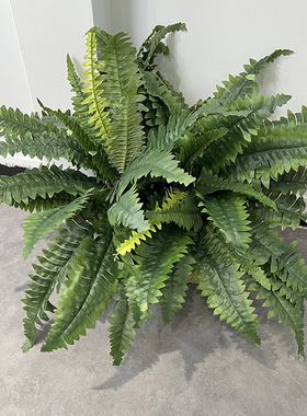仿真蕨类植物大波斯草仿真草28叶波斯蕨植物墙装饰波士顿蕨