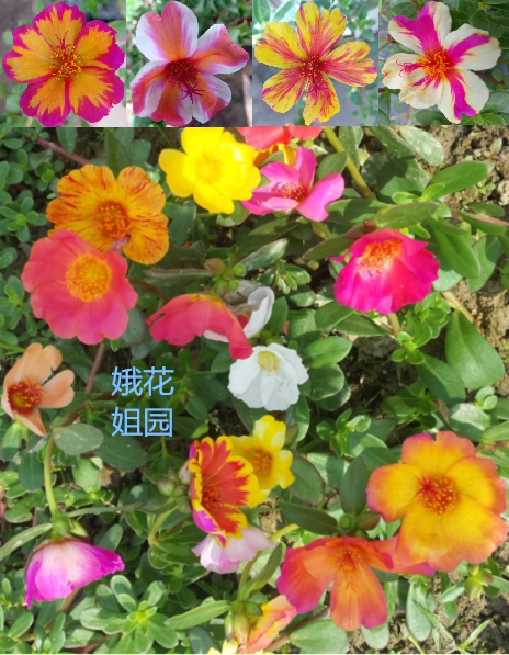 宿根宽叶子单瓣太阳花大叶圆叶瓜叶太阳花枝条花卉小盆栽植物