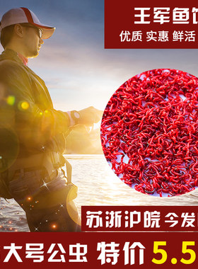王军蚯蚓活体红虫江苏实惠