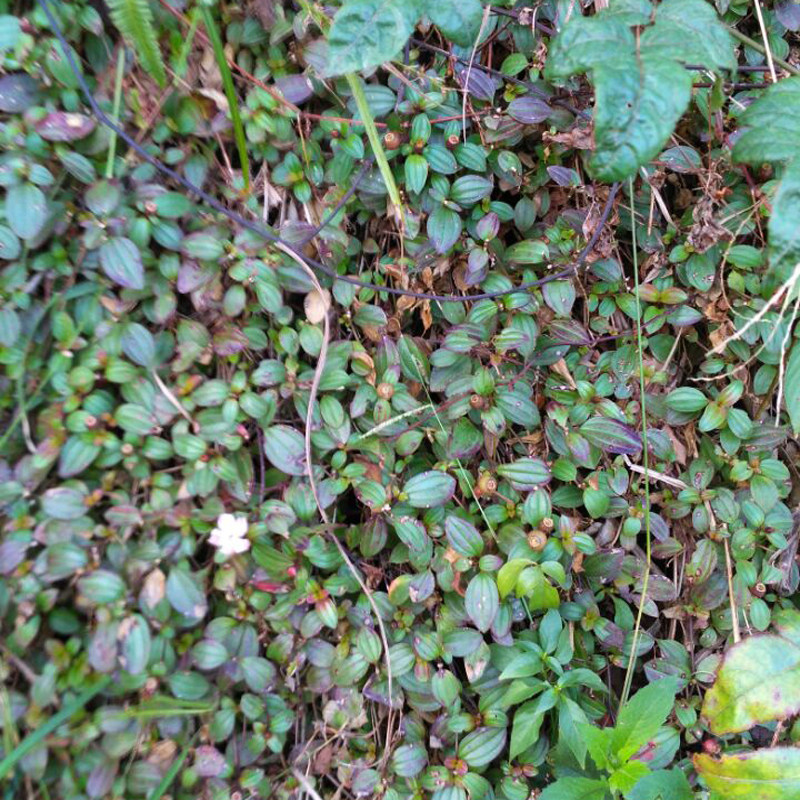 新鲜ye生中草药地稔草山地稔苗铺地锦地茄子现挖现发500g两斤包邮