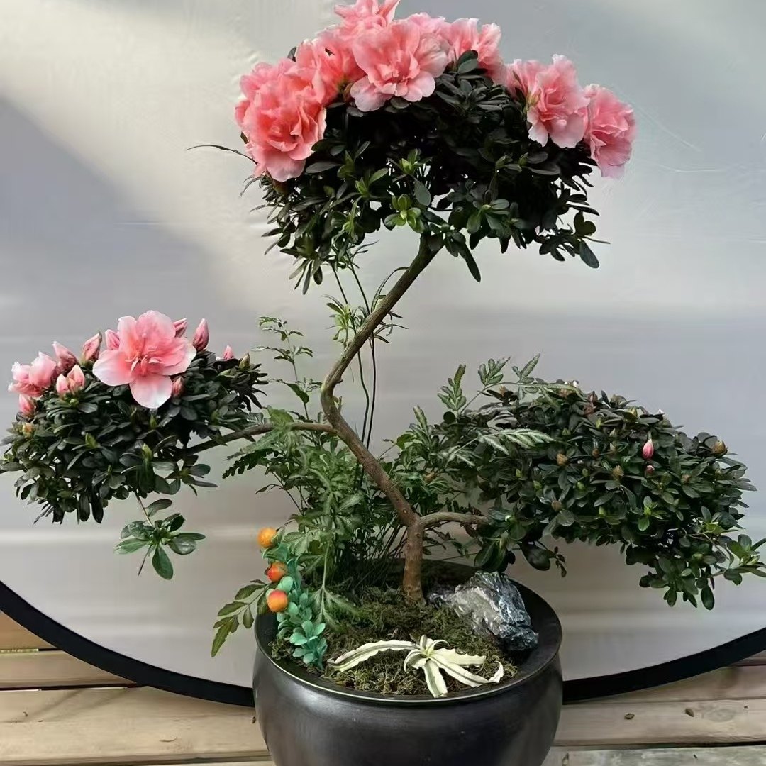 杜鹃花盆栽造型杜鹃四季常青室内室外庭院植物开花不断好养活,鲜花速递/花卉仿真/绿植园艺,造型盆景,淘宝优惠券,粉丝福利购,淘宝优惠卷