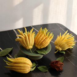 现摘现发金华佛手鲜果佛手柑清供闻香观赏水培新鲜香橼佛手可食用