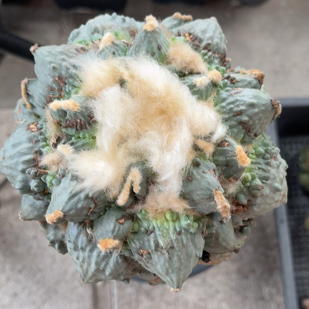 疣变蛋疣怒涛 牡丹精品开花仙人球