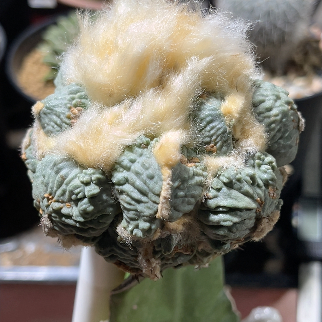 蛋疣怒涛 牡丹精品开花仙人球