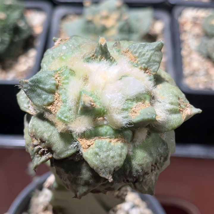 龙牙怒涛 牡丹精品开花仙人球