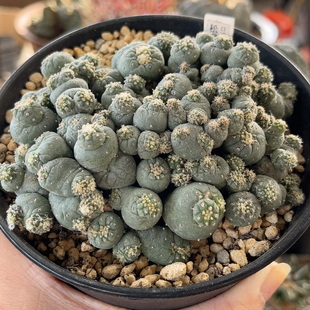 实生精品开花仙人球 草球缀化