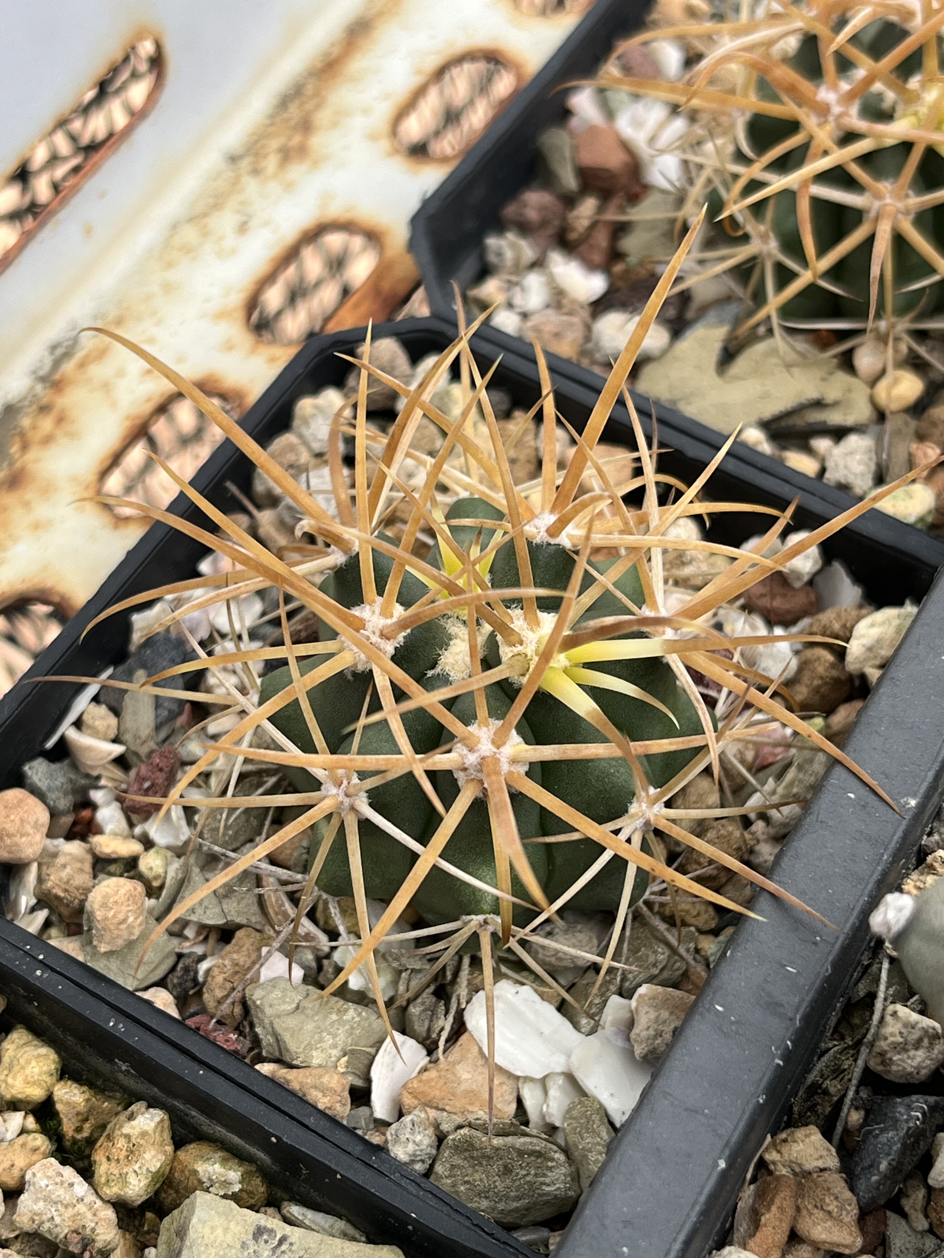 仙妍园艺 金冠龙 强刺球属 实生一物一拍进口稀有开花精品仙人球