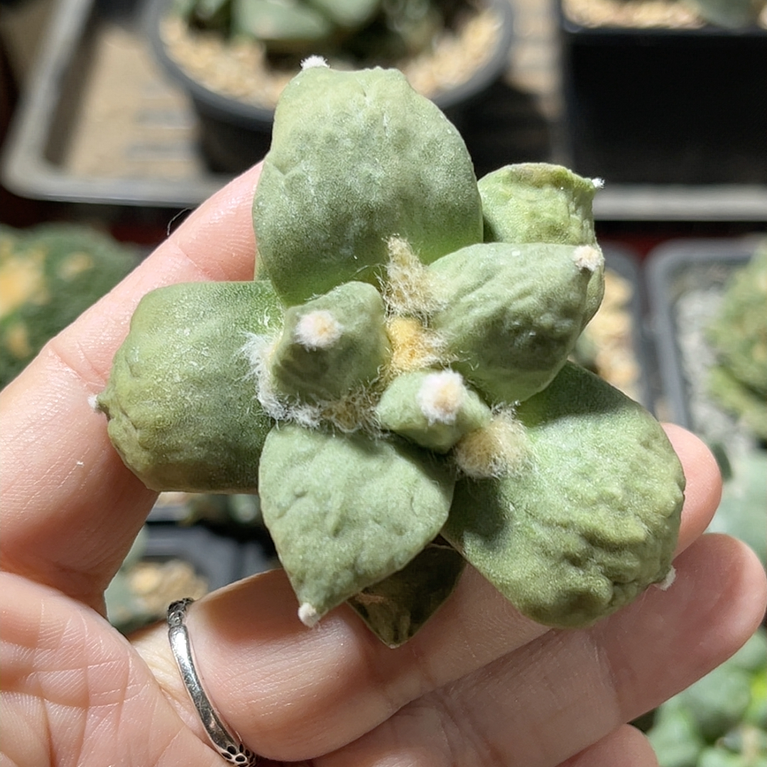 丸疣黄体怒涛 牡丹自根精品开花仙人球