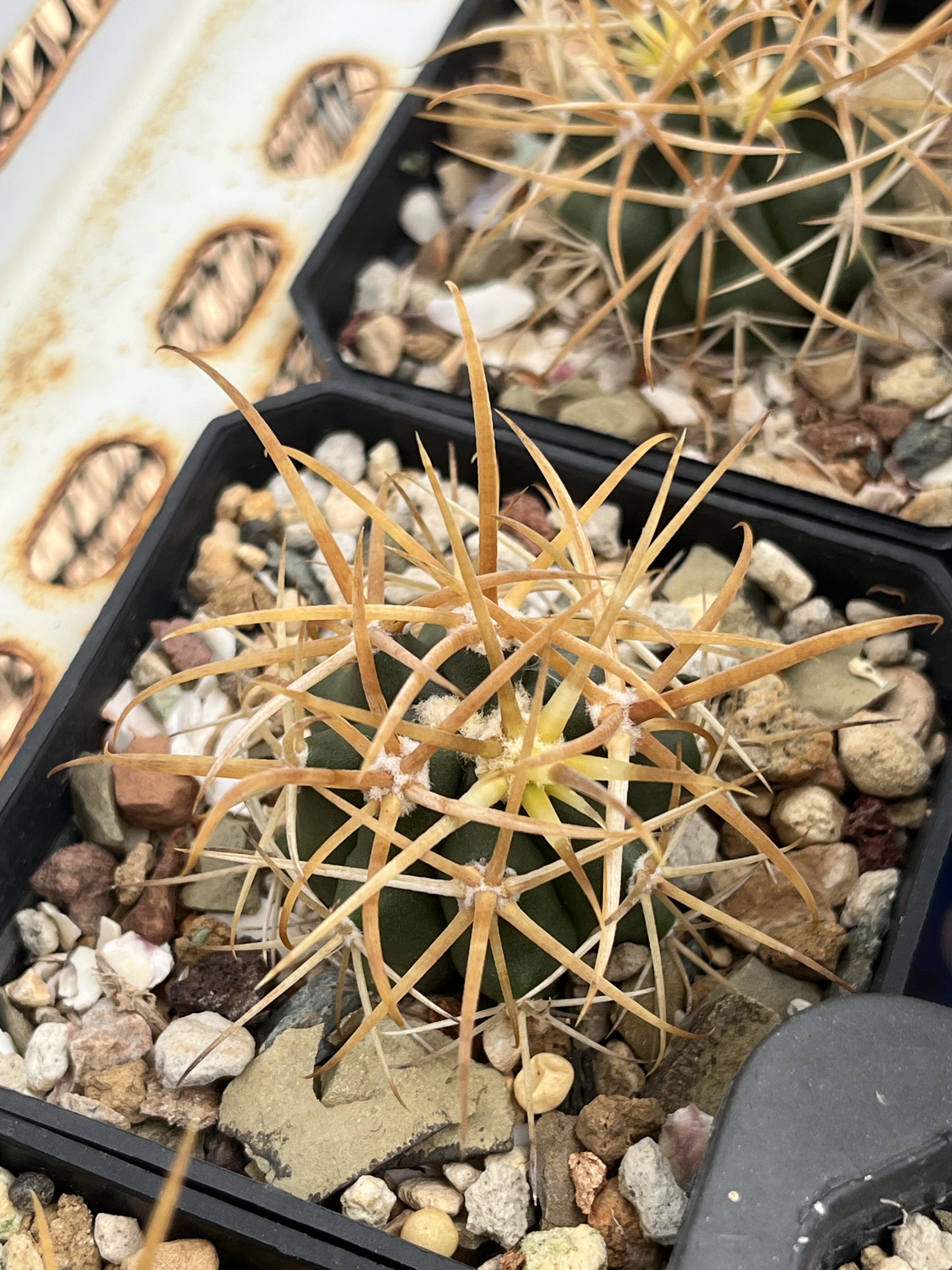 仙妍园艺 金冠龙 强刺球属 实生一物一拍进口稀有开花精品仙人球