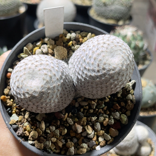 实生大玉白鸟双头 乳突属 精品开花仙人球