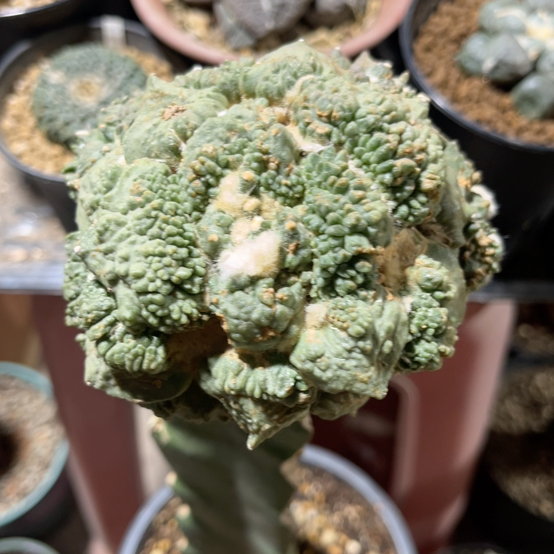 村主怪兽怒涛 牡丹精品开花仙人球
