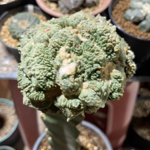 村主怪兽怒涛 牡丹精品开花仙人球