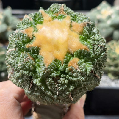 志贺龟甲 牡丹精品开花仙人球