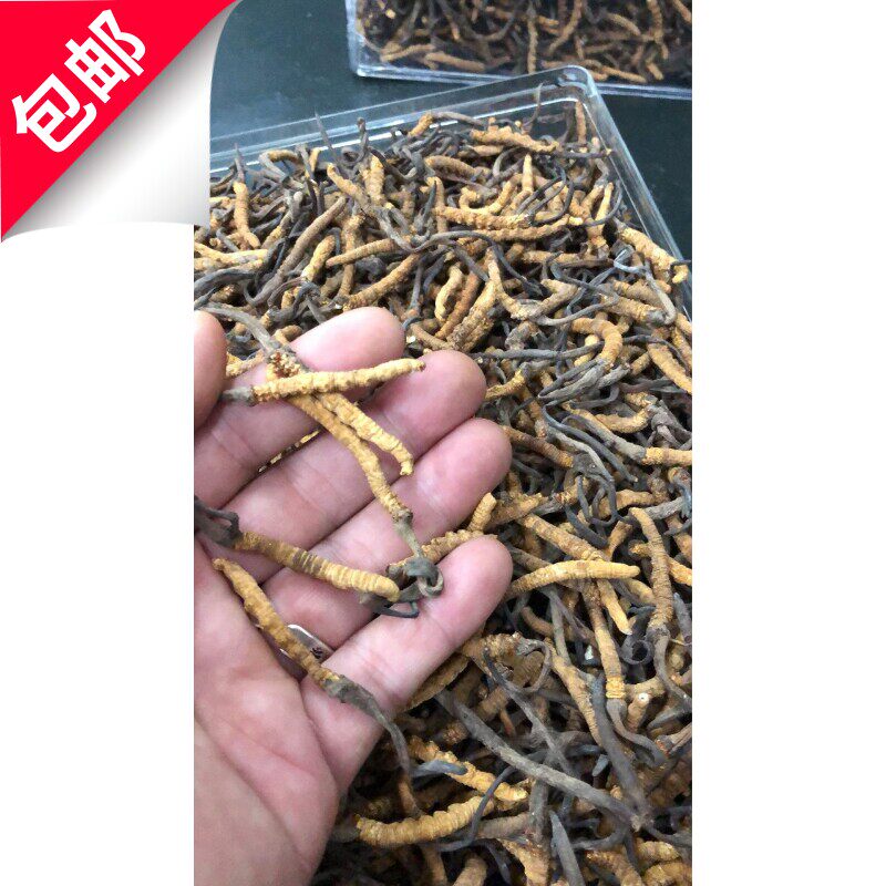 足干西藏冬虫夏草野生虫草冬无竹签(条数約为3-4条/克)送礼佳品
