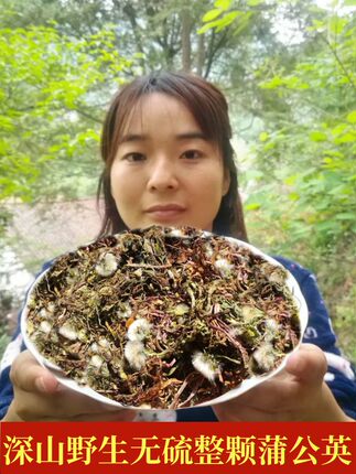 蒲公英野生新鲜2026年干蒲公英根叶花茶中药材正品特级野生蒲公英