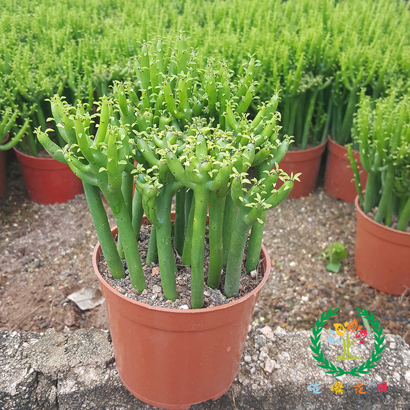 光棍树多肉植物自家大棚老桩办公室电脑桌面防辐射吸甲醛易养绿植