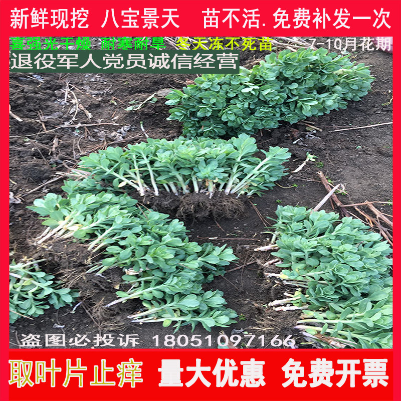 八宝景天盆栽蝎子草华丽三七天花耐旱耐寒庭院绿化工程多肉花植物