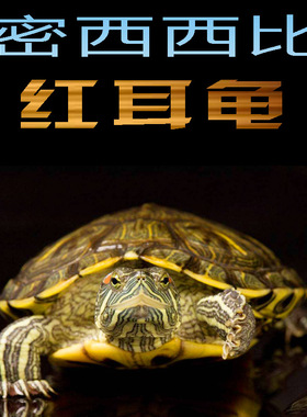 乌龟活物大巴西龟活体宠物长寿观赏绿色小彩龟深水活物红耳格兰德