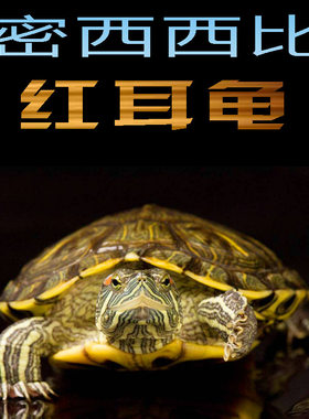 乌龟活物大巴西龟活体宠物长寿观赏绿色小彩龟深水活物红耳格兰德