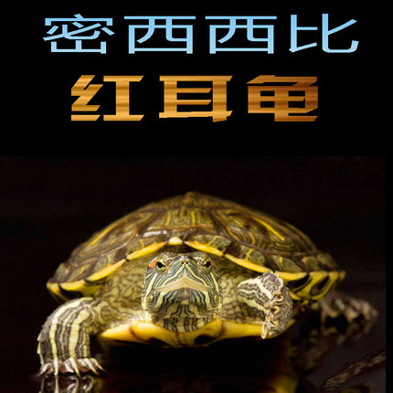 乌龟活物大巴西龟活体宠物长寿观赏绿色小彩龟深水活物红耳格兰德