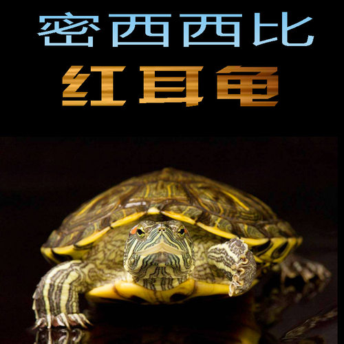乌龟活物大巴西龟活体宠物长寿观赏绿色小彩龟深水活物红耳格兰德