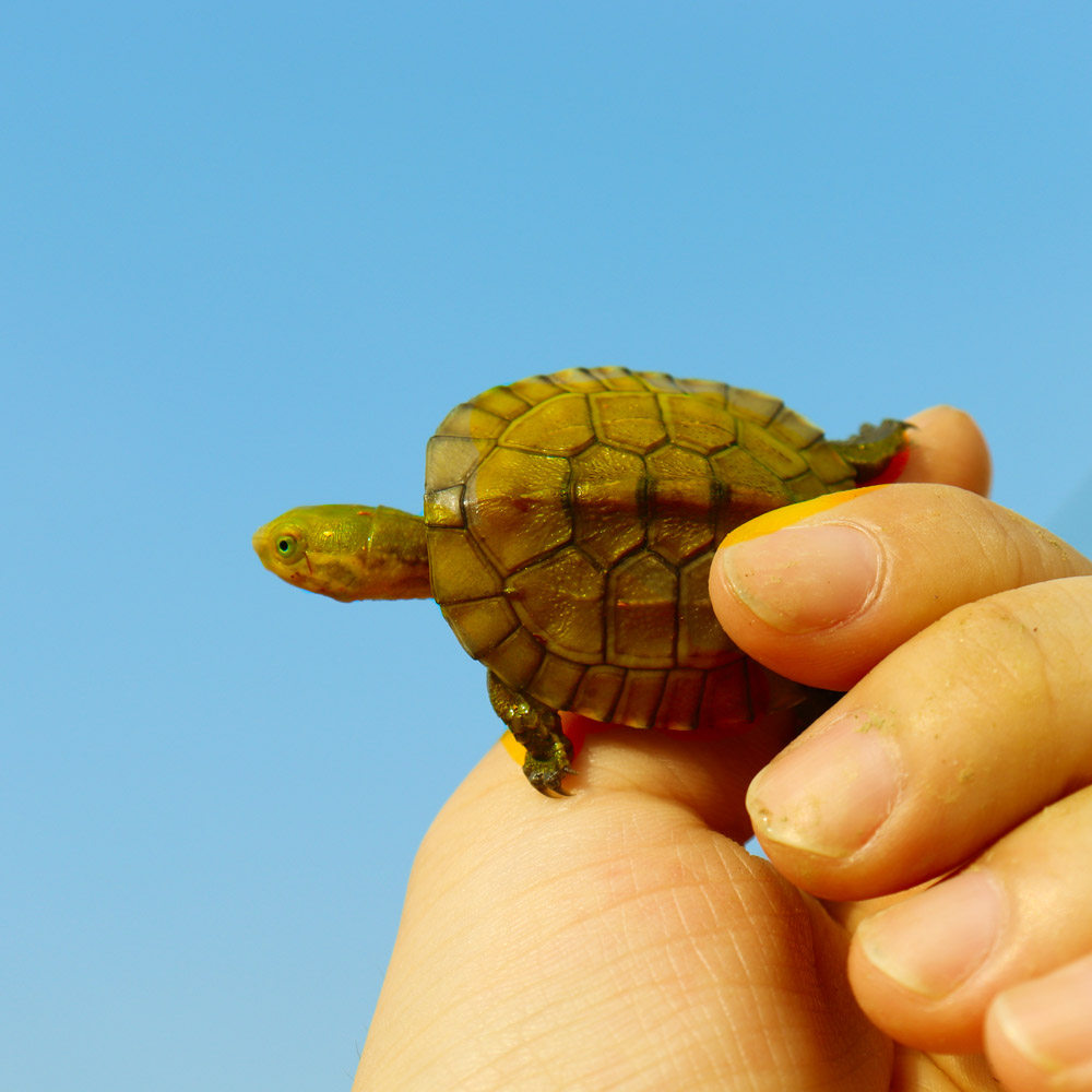 小青皖南龟黄喉拟水乌龟活物南石金钱龟苗观赏纯种活体缘三黄活体,宠物/宠物食品及用品,龟/鳖,淘宝优惠券,粉丝福利购,淘宝优惠卷