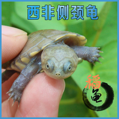 西非侧颈龟头苗龟苗沼泽东锦玩具