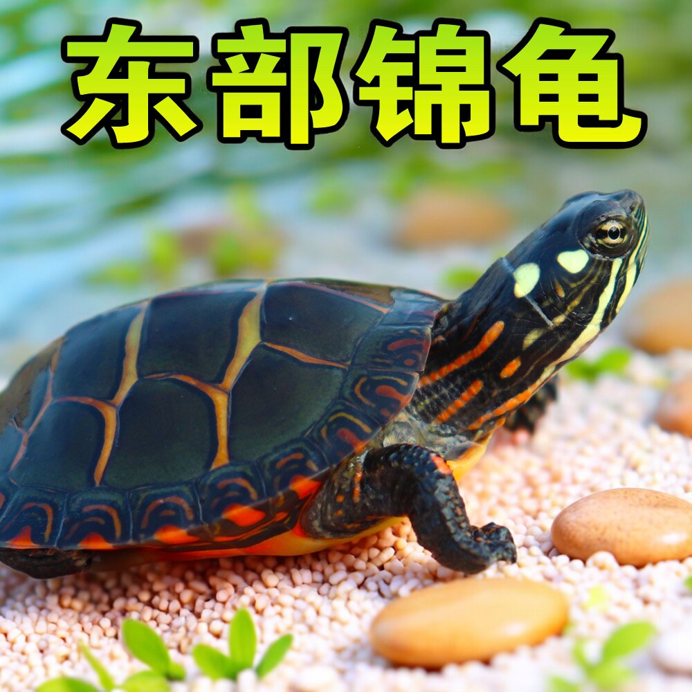 东锦东部锦龟苗深水龟小乌龟红纹西锦南锦龟活体宠物观赏外塘火焰