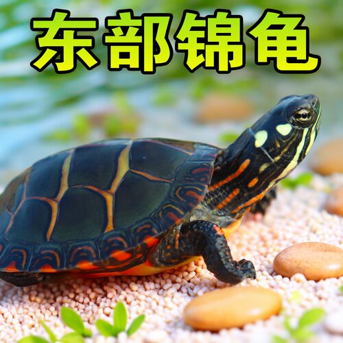 东锦深水龟苗活体观赏