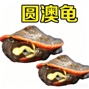 圆奥圆澳龟活体深水观赏宠物蛋乌龟侧颈园龟苗蛋麝香剃吃垃圾鱼粪