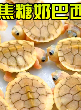 焦糖果冻巴西龟外塘冷水雪粉长寿网红宠物观赏白化变异乌龟活物体