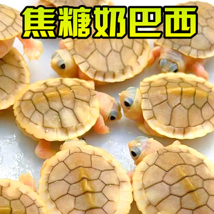 焦糖果冻巴西龟外塘冷水雪粉长寿网红宠物观赏白化变异乌龟活物体