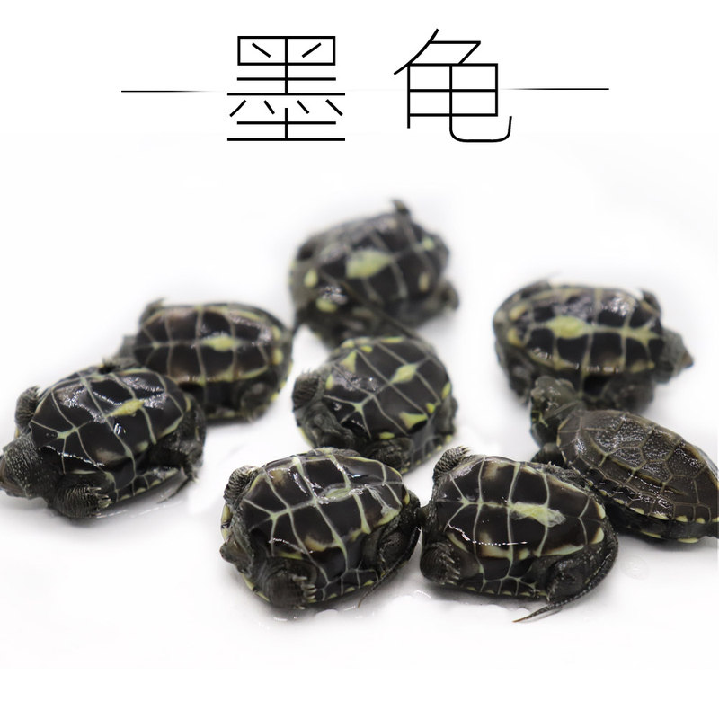 纯种墨龟苗全黑小乌龟黑腹外塘中华草龟活体深水观赏宠物顶墨活物